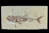 Cretaceous Predatory Fish (Eurypholis) With Pos/Neg - Lebanon #115744-4